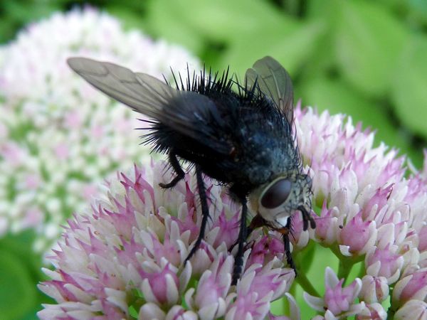 fly-black_hairy