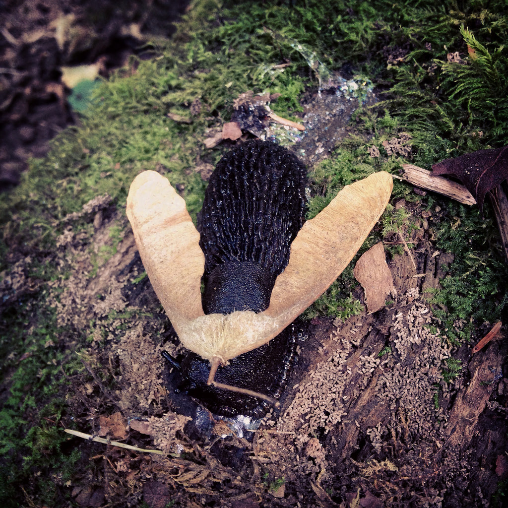 slug in a mothsuit
