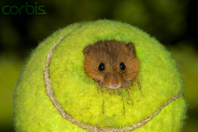 Harvest mouse in nest inside tennis ball