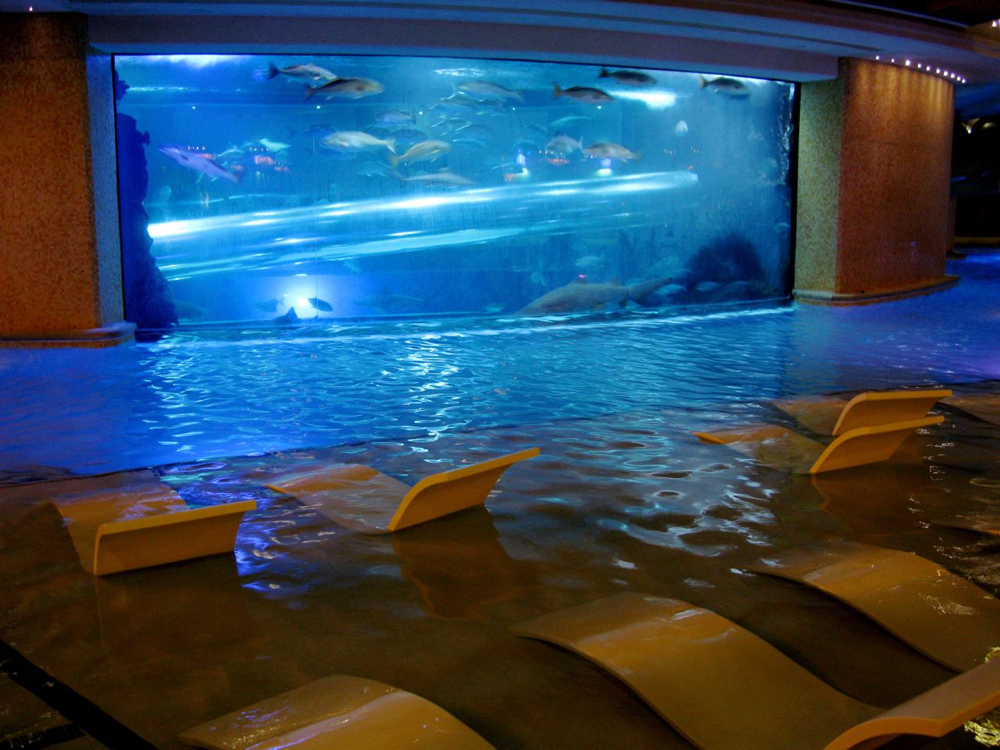 Shark-Tank-Pool-at-the-Golden-Nugget