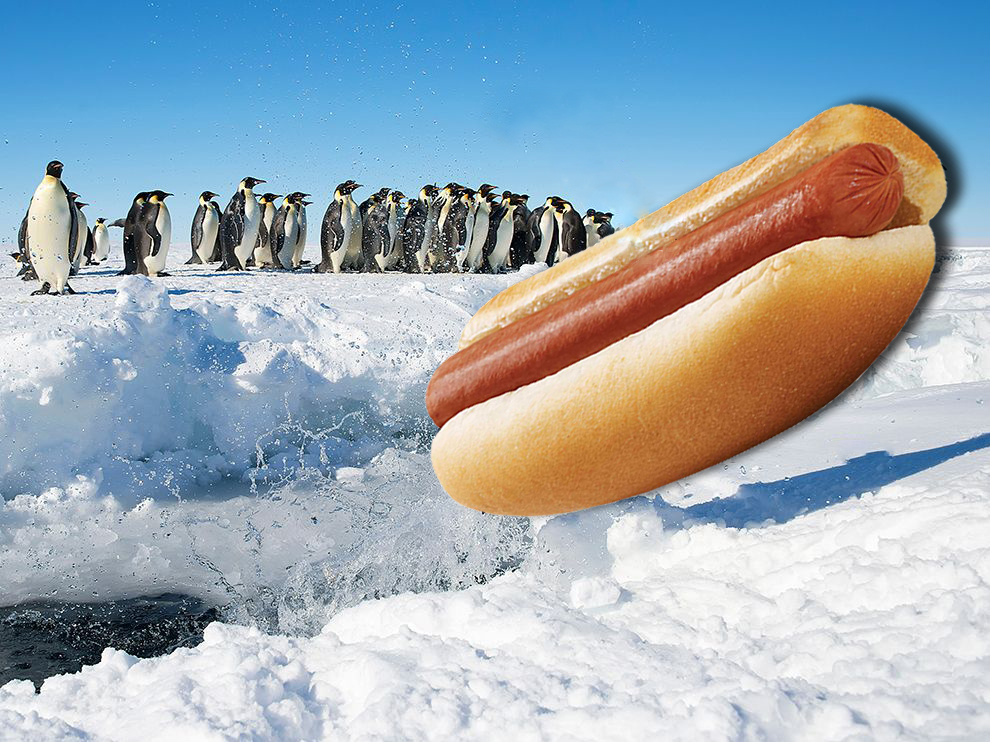 hotdog-jumping-antarctica